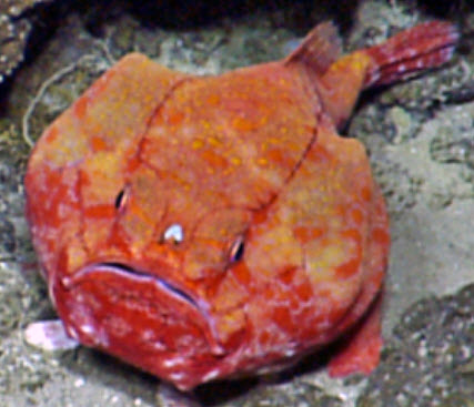 Chaunax pictus_02.jpg